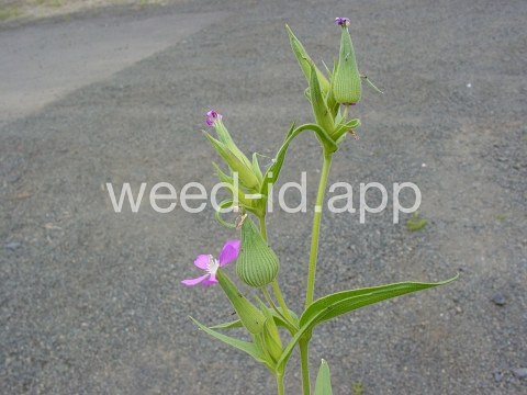 catchfly, cone